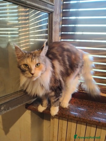 Maine Coon gatti Maine coon - Annuncio 4