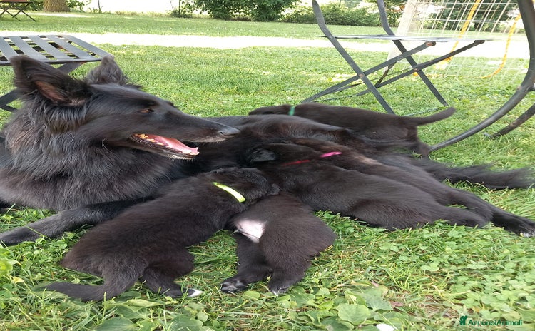 Pastore Belga cani a Provincia di Vicenza - Annuncio 3
