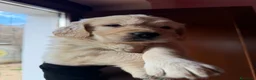 Golden Retriever cani in vendita: Cuccioli di golden Retriever  - Annuncio 26