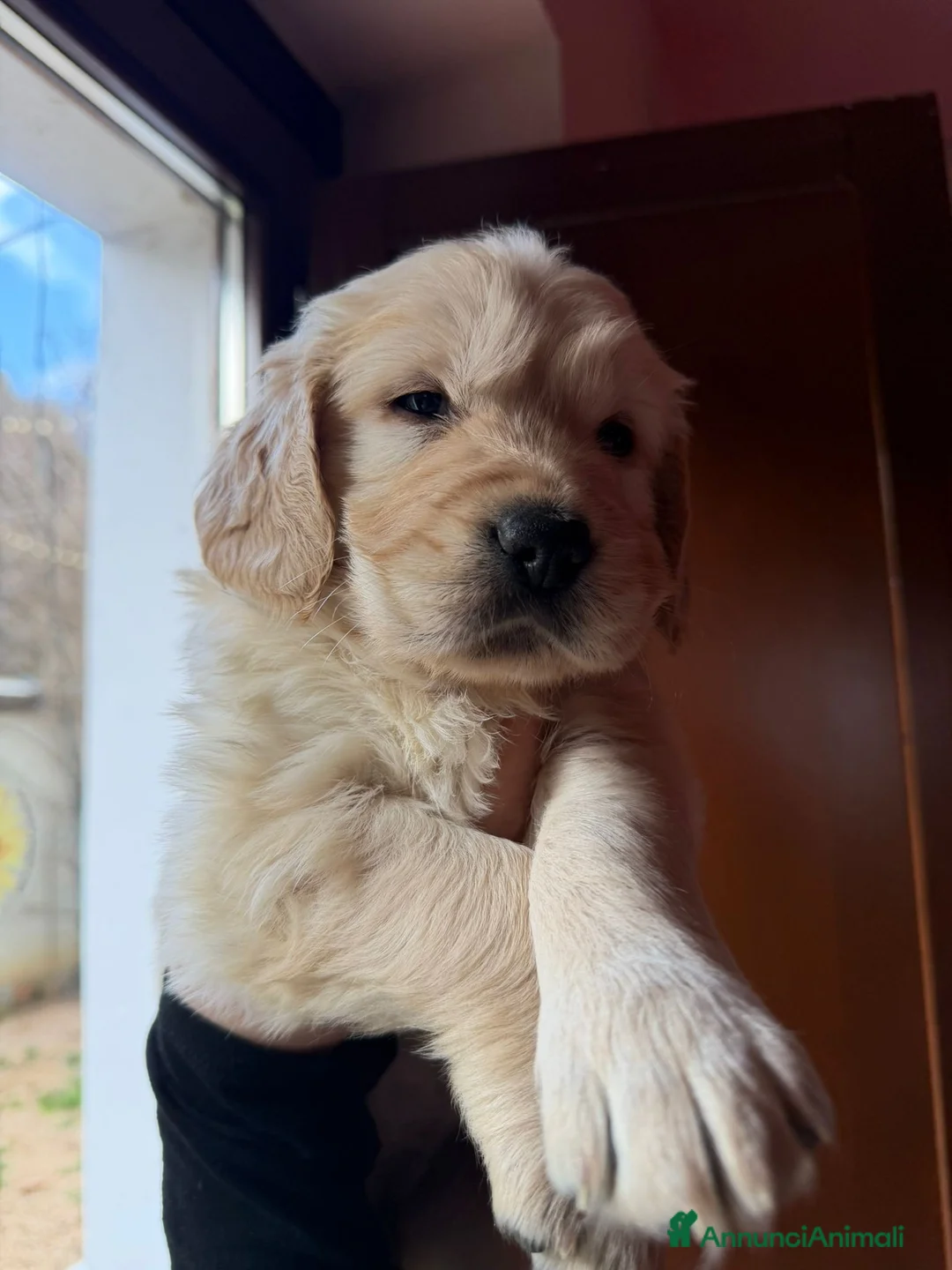 Golden Retriever cani in vendita: Cuccioli di golden Retriever  - Annuncio 26
