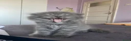 Scottish gatti in vendita: Gatti Scottish Fold e Scottish Straight - Annuncio 2