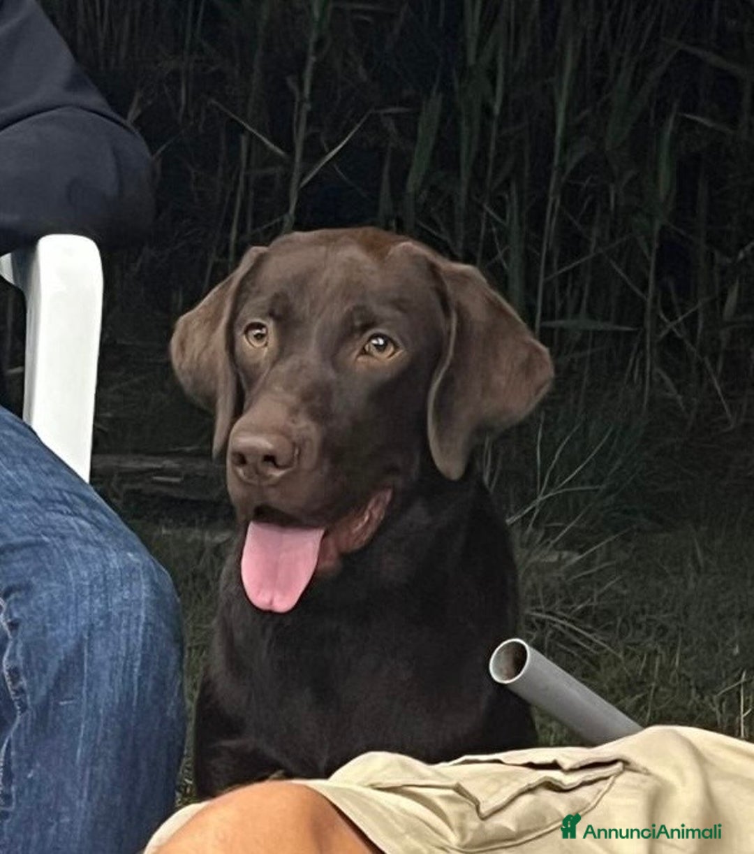 Labrador cani in vendita: Cucciola di labrador - Annuncio 2