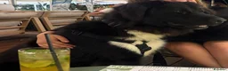 Meticcio cani in regalo: Cane taglia grande in regalo  a Provincia di Pisa - Annuncio 1