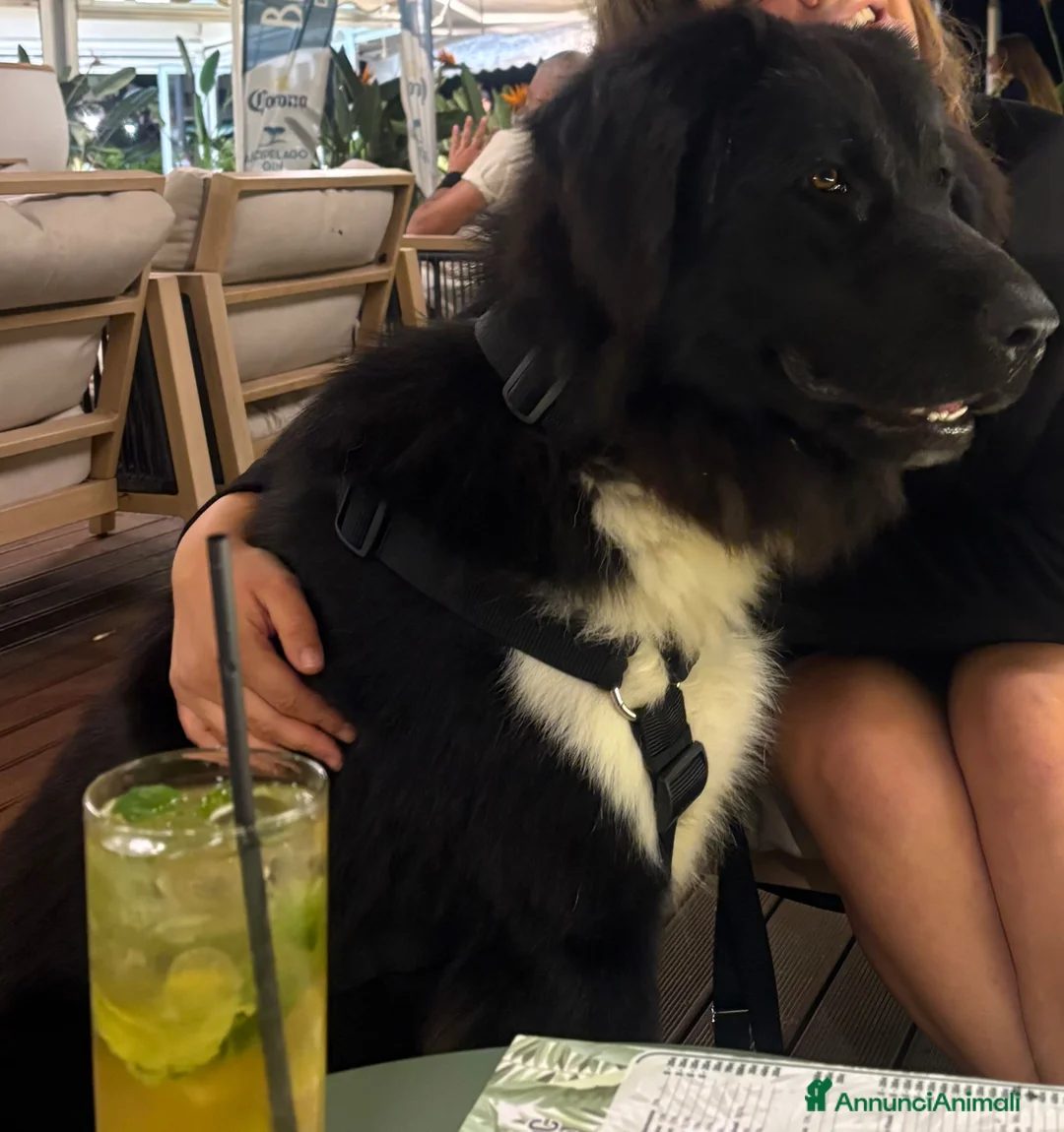 Meticcio cani in regalo: Cane taglia grande in regalo  a Provincia di Pisa - Annuncio 1