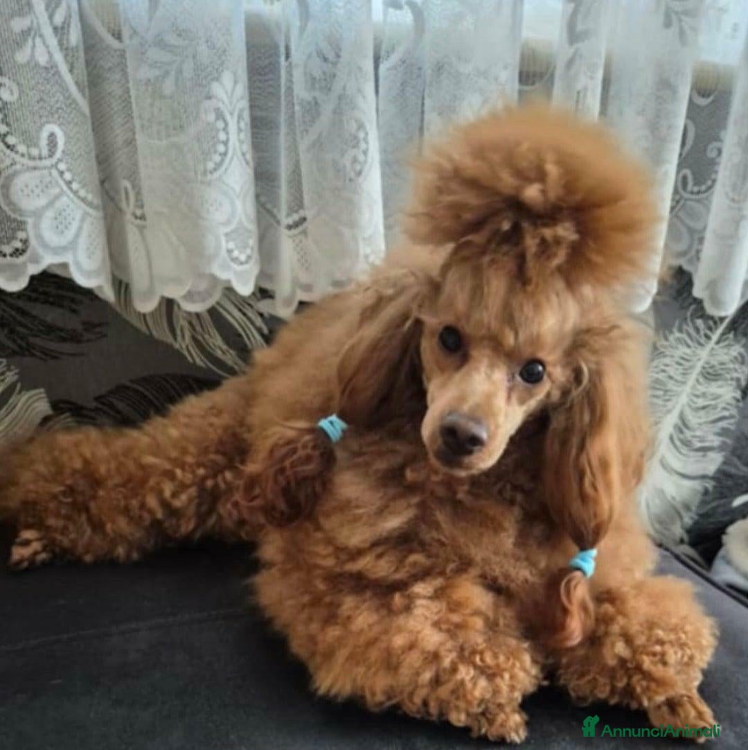 Meticcio cani in vendita: Bellissimi Maltipoo Mini F1 - Annuncio 18