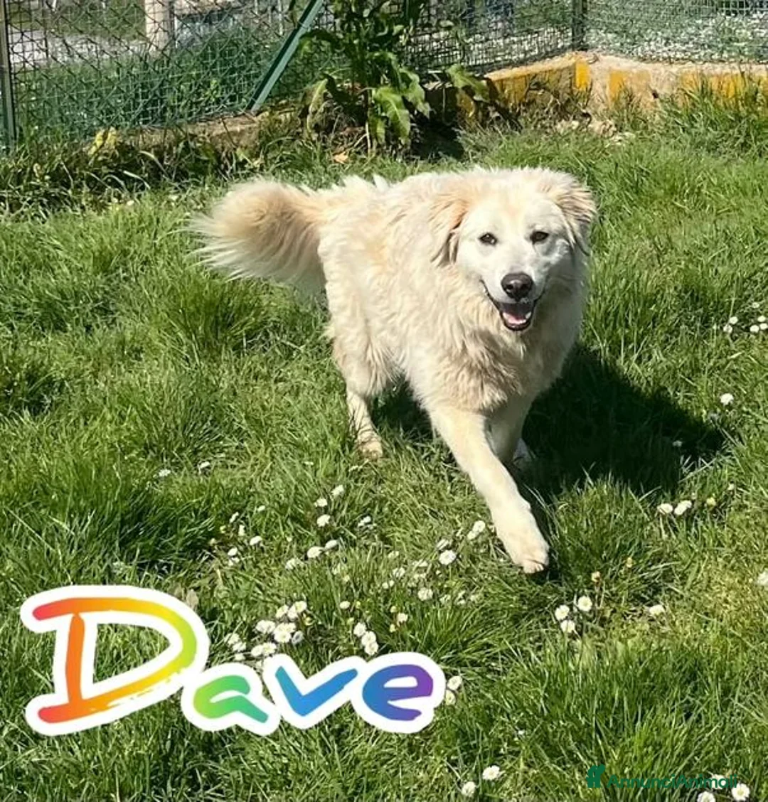 Meticcio cani in regalo: DAVE mite e buono - Annuncio 2