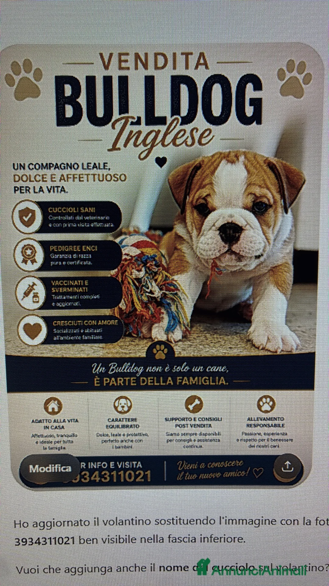 Bulldog cani in vendita: Cuccioli Bulldog Inglese - Annuncio 2