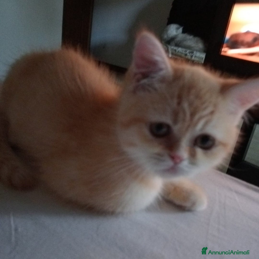 Scottish gatti in vendita: Gattini Scottish Straight  a Provincia di Modena - Immagine 6