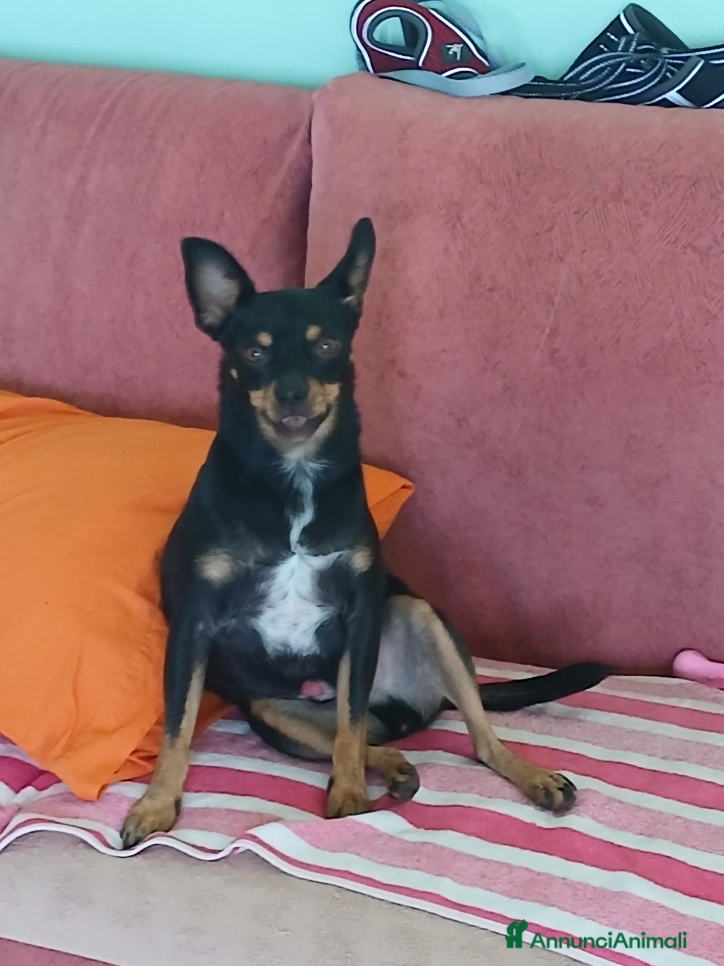 Meticcio cani Miticcio pinser - Annuncio 17