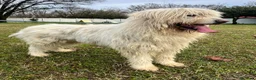 Meticcio cani in regalo: BELLE MAREMMANO - Annuncio 11