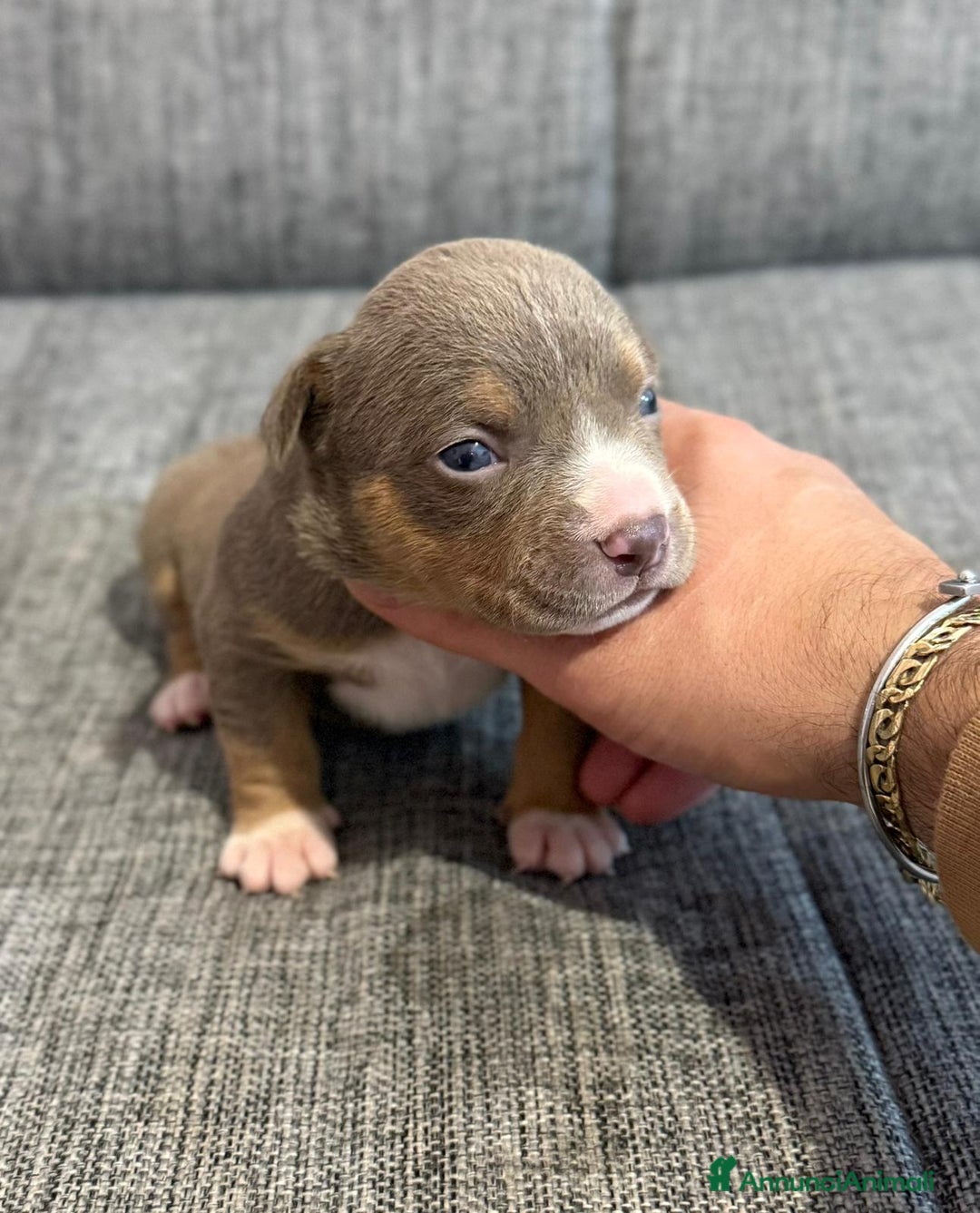 American Bully cani in vendita: Cuccioli di American Bully - Annuncio 2