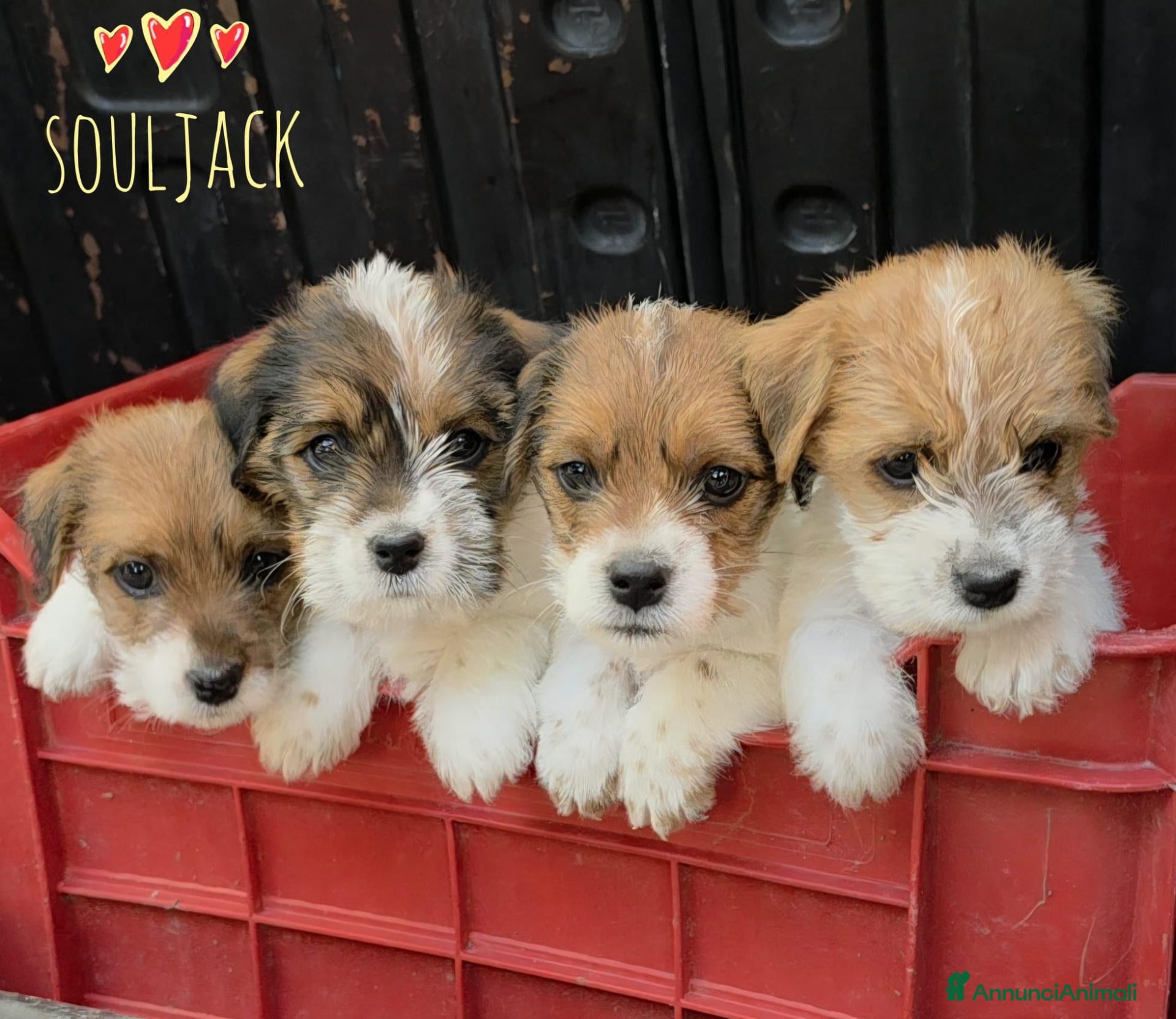 Jack Russell cani Cuccioli Jack Russell broken/ruvidi con pedigree - Annuncio 1