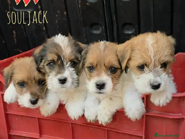 Jack Russell cani in vendita: Cuccioli Jack Russell broken/ruvidi con pedigree - Annuncio 1