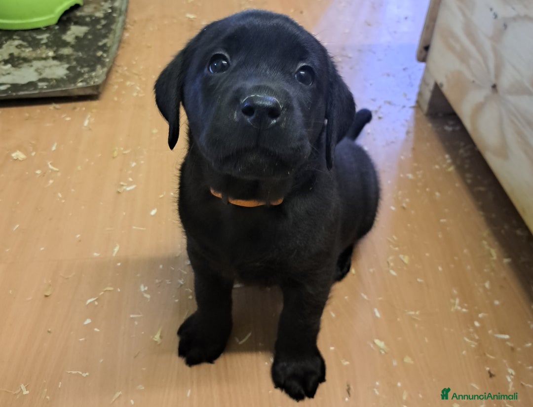 Labrador cani in vendita: Labrador Retriever con Pedigree ENCI - Annuncio 2
