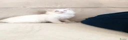 Ragdoll gatti in vendita: Ragdoll cuccioli con pedigree  - Annuncio 3