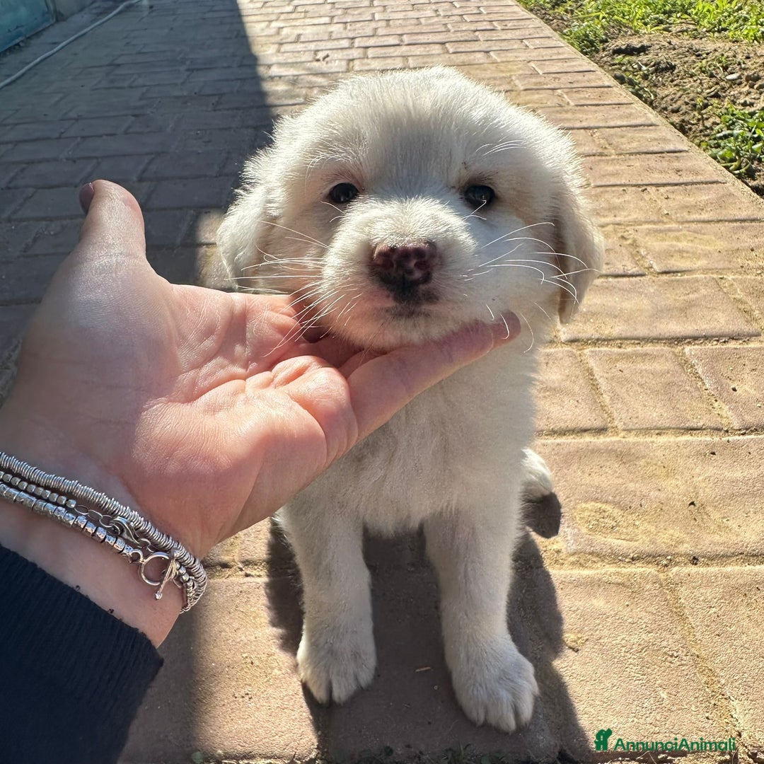 Meticcio cani in regalo: RAYAN 💙-cucciolo di 1 mese, pastore cerca casa - Annuncio 4