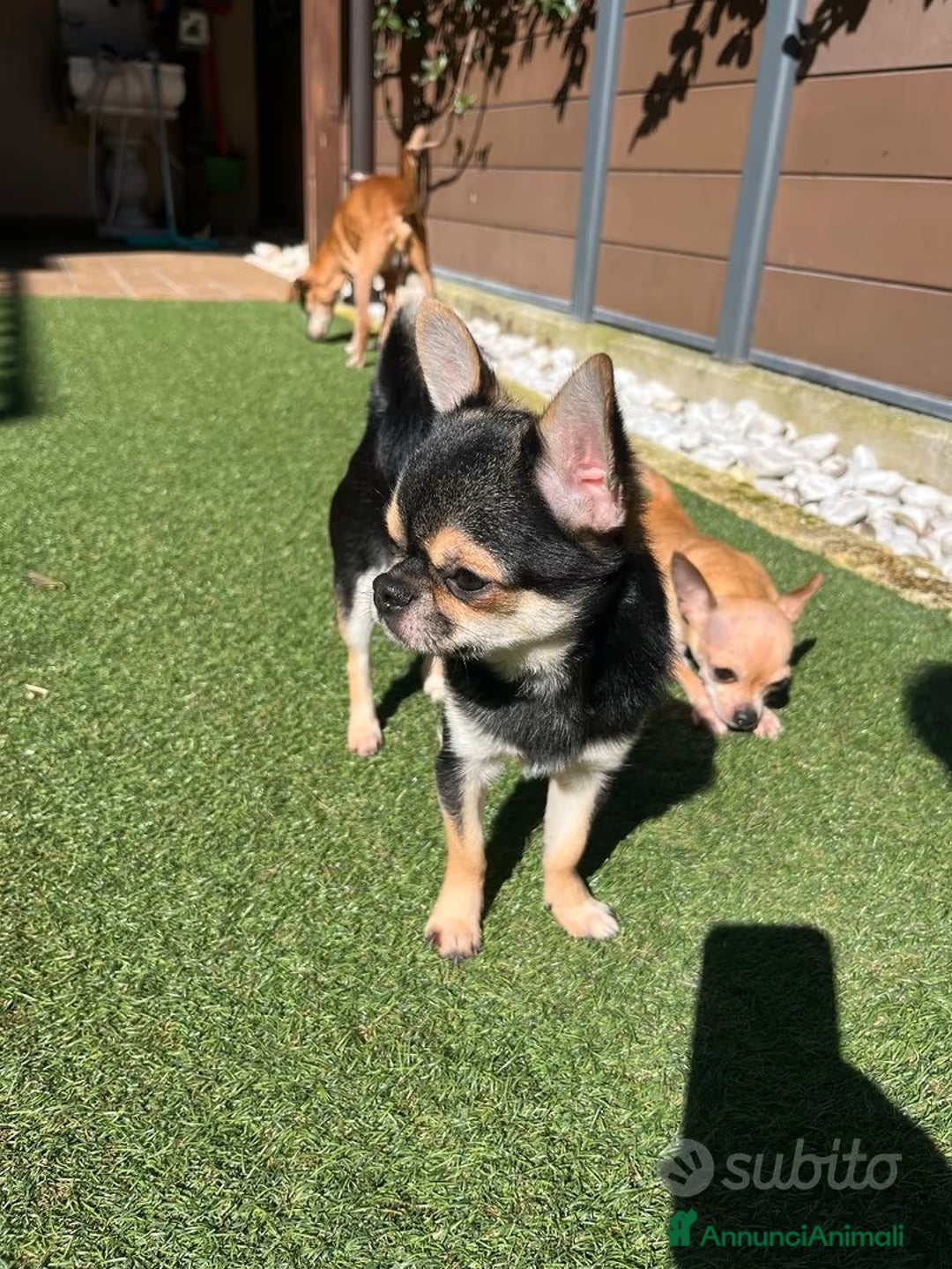 Chihuahua cani per accoppiamento: accoppiamento bellissimo Chihuahua maschio  a Provincia di Monza e della Brianza - Immagine 3