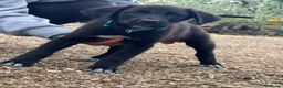 Meticcio cani in regalo: Eren meraviglioso cucciolo nero con le scarpine  - Annuncio 2