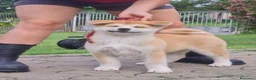 Akita Inu cani in vendita: Cuccioli Akita Inu – disponibili ancora 3 cuccioli - Annuncio 7