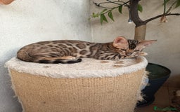 Bengala gatti in vendita: Maschietto & Feminuccia 🥰 - Annuncio 5