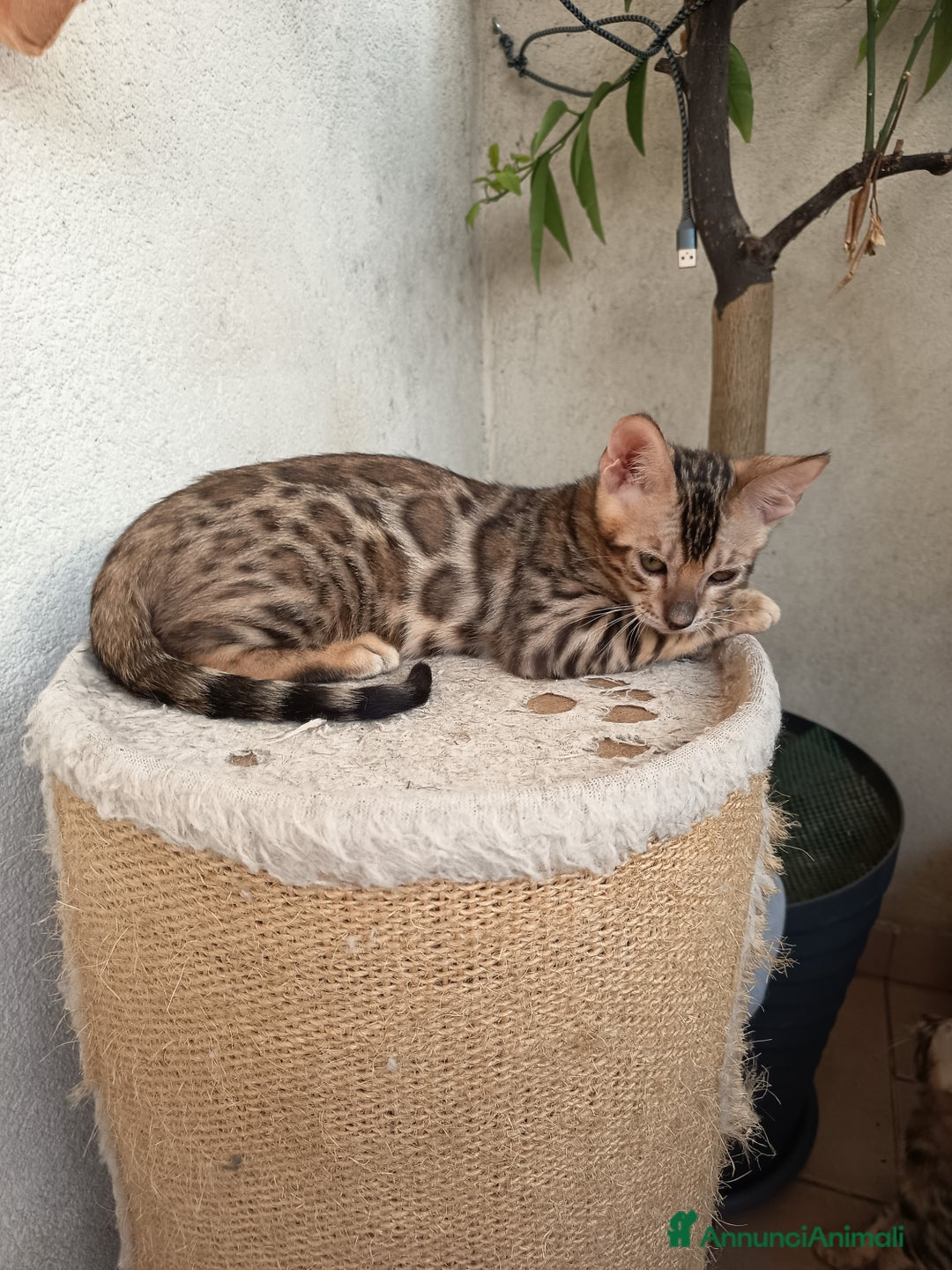 Bengala gatti in vendita: Maschietto & Feminuccia 🥰 - Annuncio 5