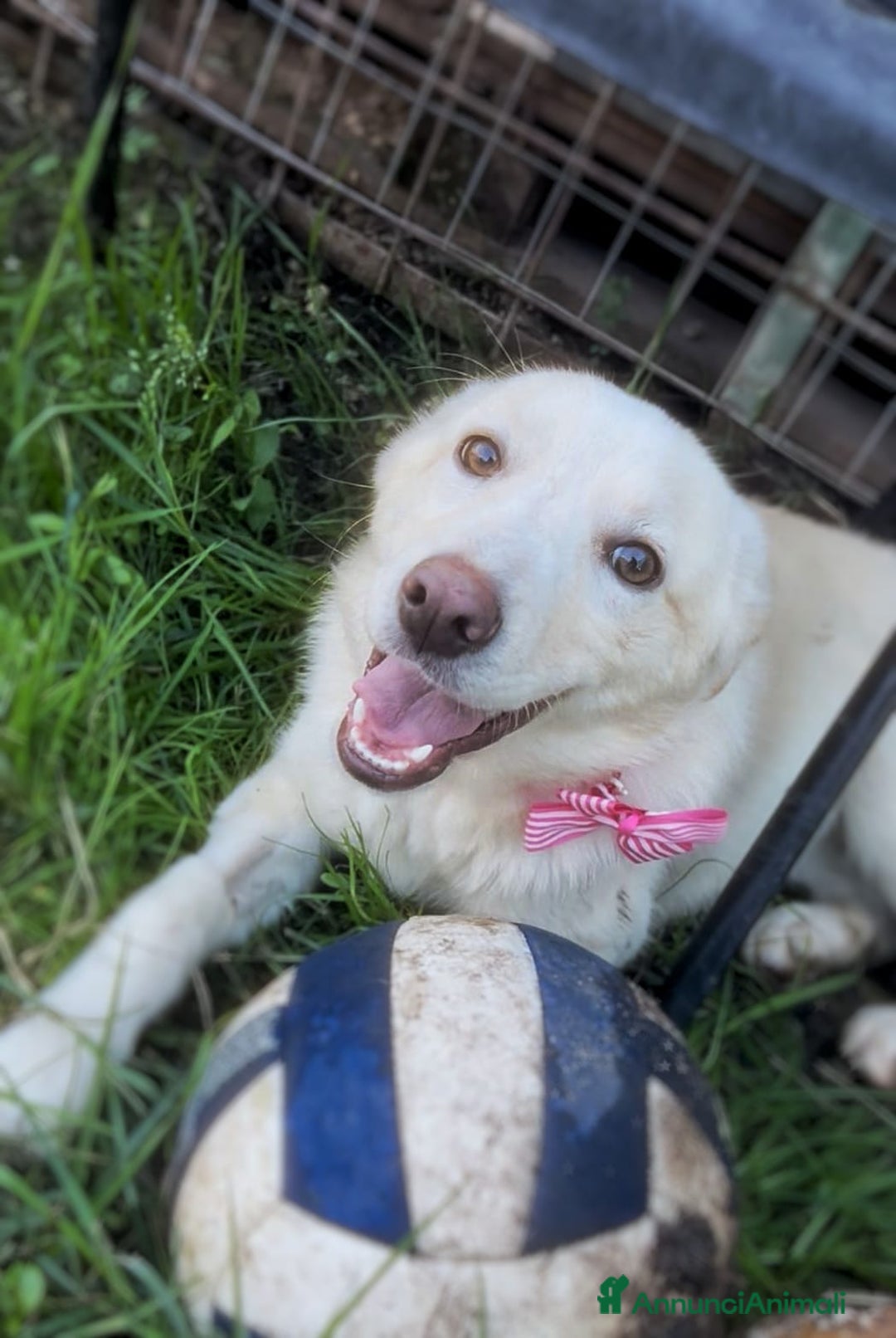 Meticcio cani in regalo: ZOOMY 🩷 - cucciola, cerchiamo adozione urgente 🥺 - Annuncio 2