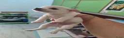 Chihuahua cani in vendita: 3 chihuahua cuccioli maschi - Annuncio 4