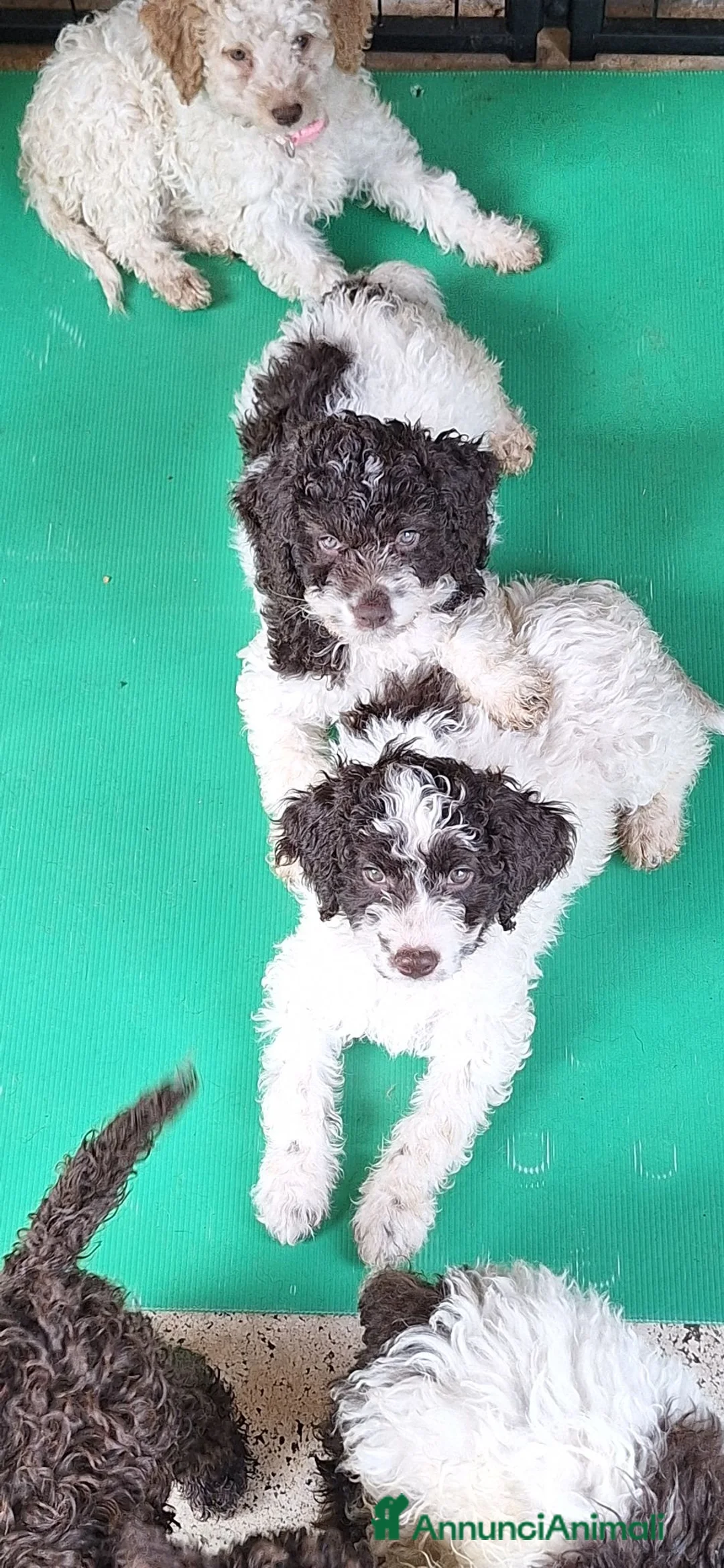 Lagotto cani in vendita: Cuccioli di Lagotto romagnolo - Annuncio 2