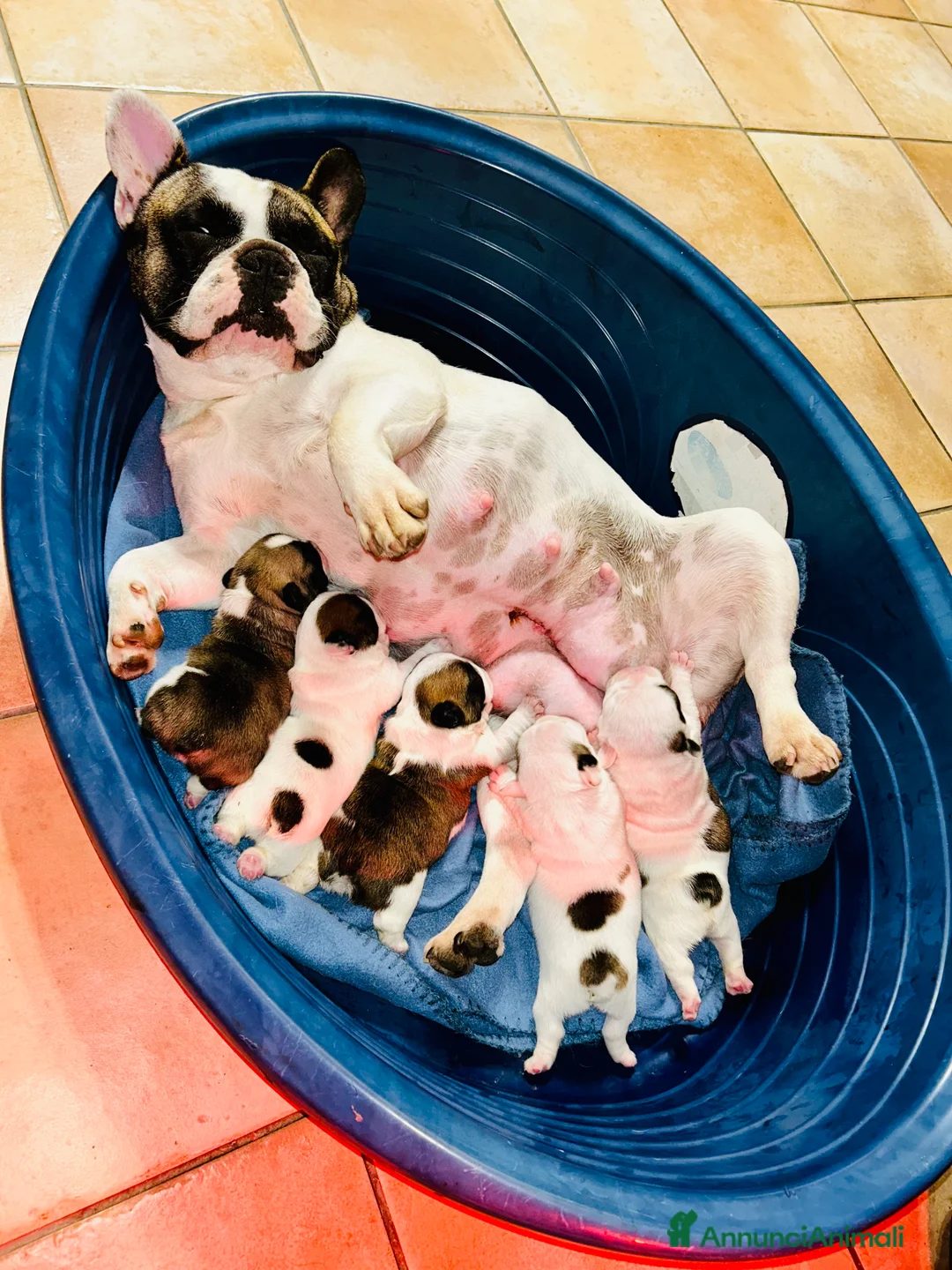 Bulldog Francese cani in vendita: Bulldog francesi con pedigree Enci a Città metropolitana di Sassari - Annuncio 2