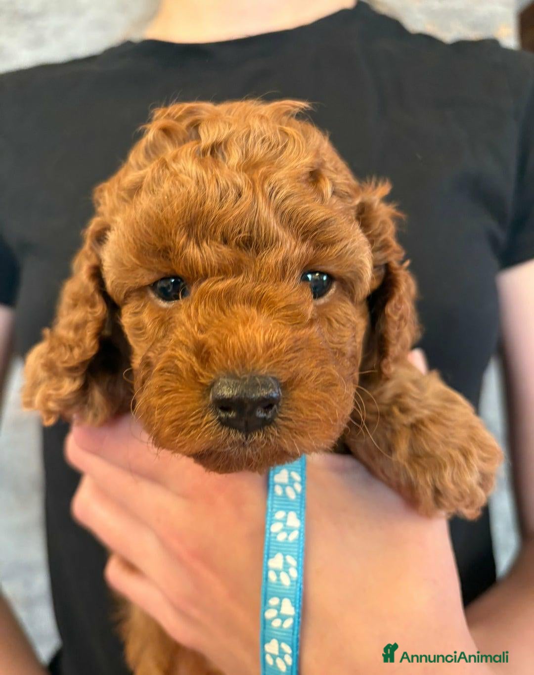 Cockapoo cani in vendita: Cuccioli di Cockapoo F2b disponibili - Annuncio 7