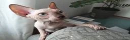 Sphynx gatti in vendita: Gatti Sphynx  - Annuncio 3