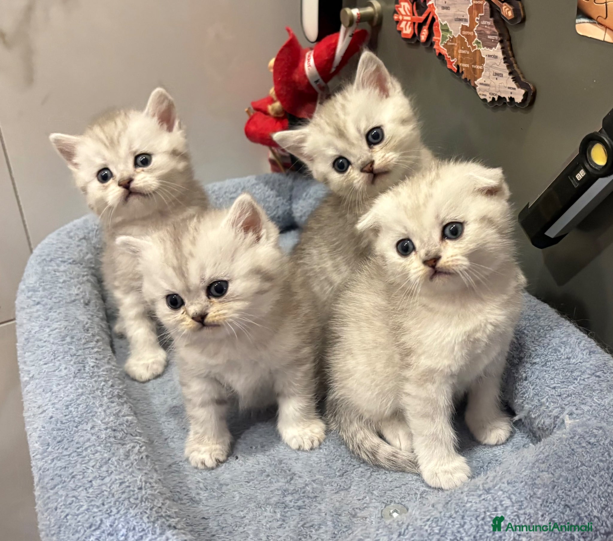 British gatti Scottish fold sthrait  - Annuncio 12
