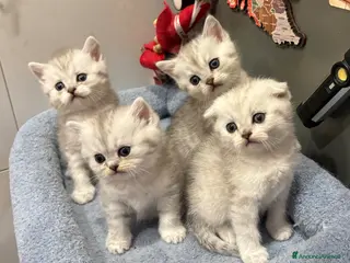 British gatti Scottish fold sthrait - Annuncio 12