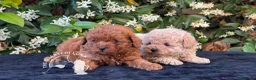 Barboncino Toy cani in vendita: Barboncino Toy Allevamento Professionale - Annuncio 2