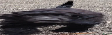 Meticcio 4