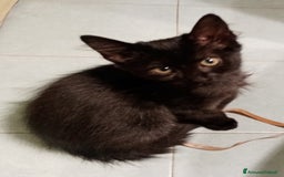 Europeo gatti in regalo: Dolcissime sorelline - Immagine 3