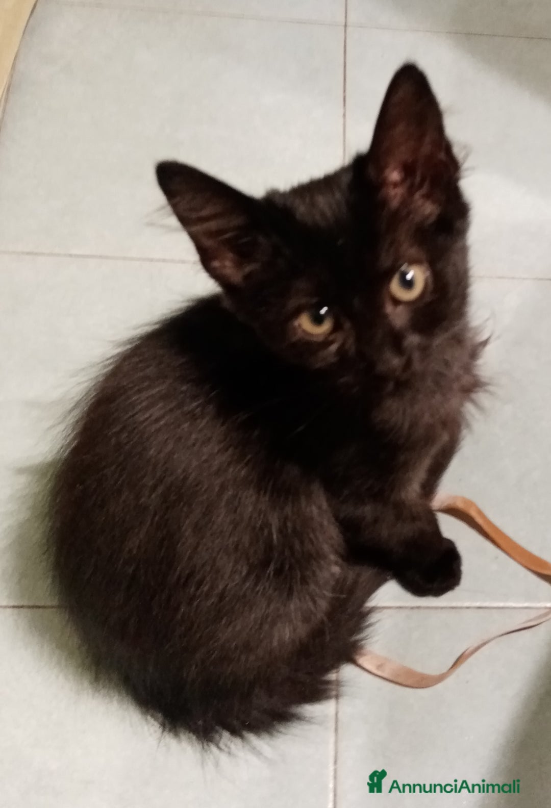 Europeo gatti in regalo: Dolcissime sorelline - Annuncio 3