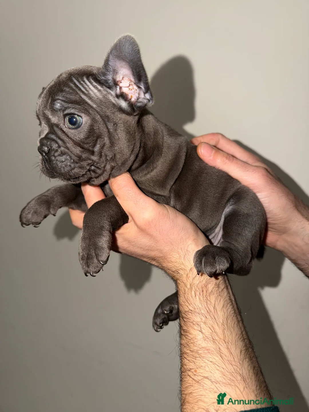 Bulldog Francese cani in vendita: Vendo Bulldog francese  - Annuncio 7