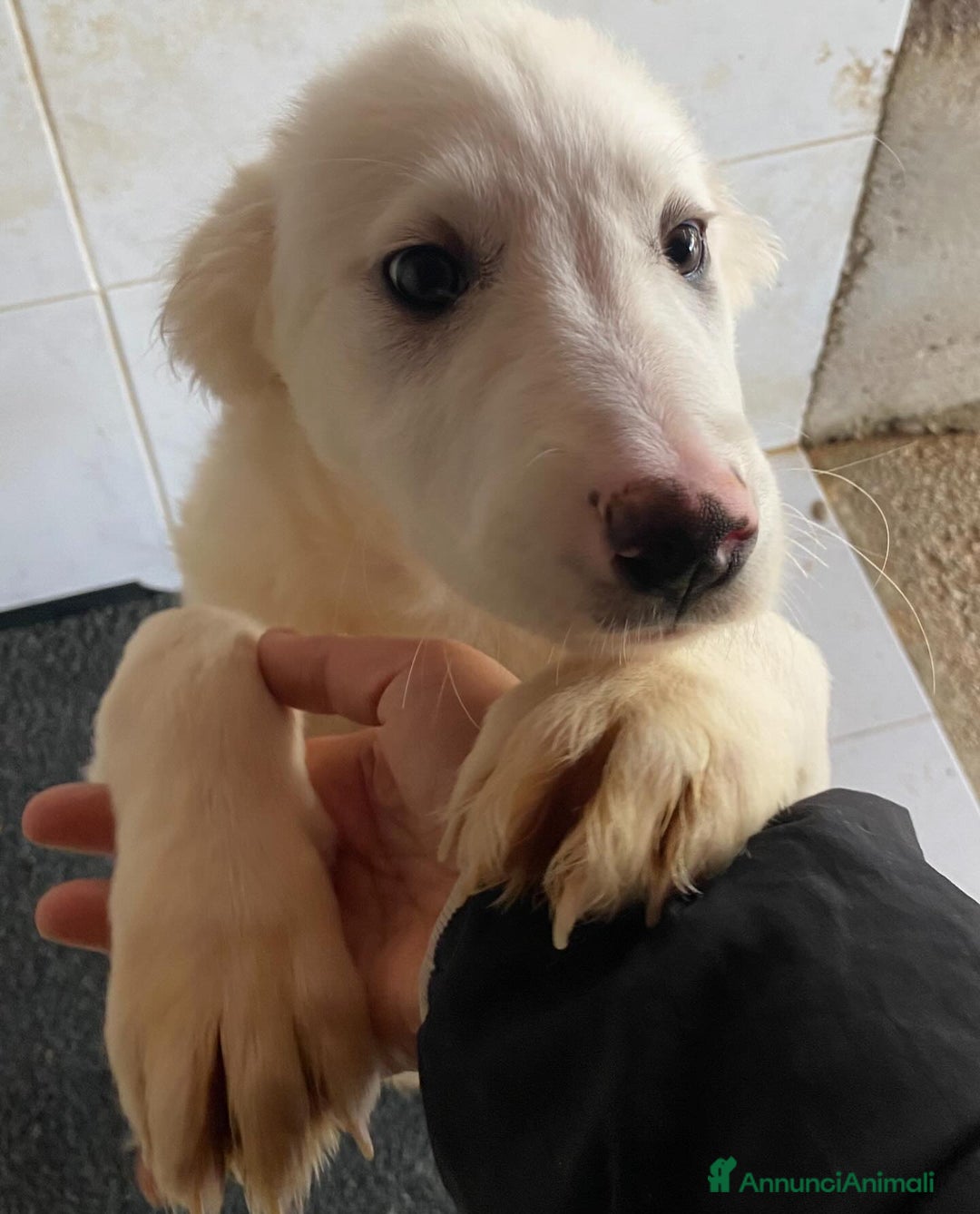 Meticcio cani in regalo: Aurora cucciola 5 mesi cerca casa - adozione  - Annuncio 4