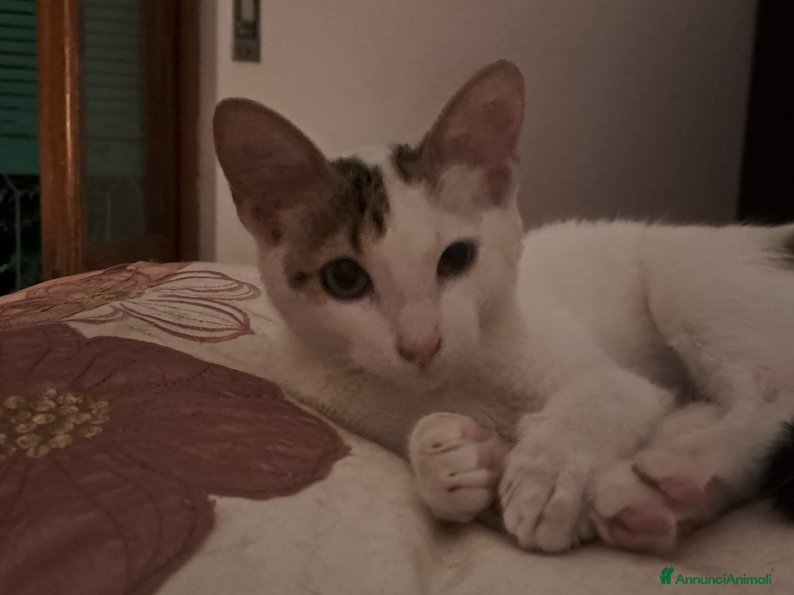 Europeo gatti Tenera assuntina a Provincia di Viterbo - Annuncio 22