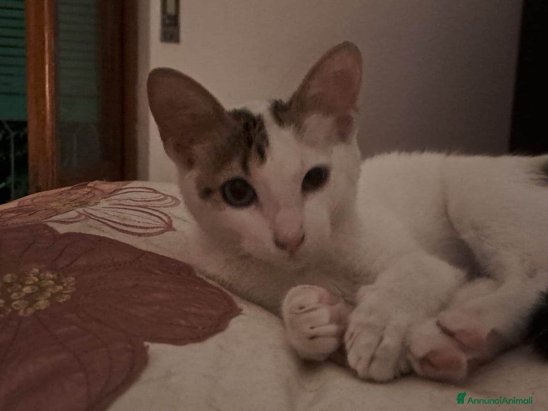 Europeo gatti in regalo: Tenera assuntina a Provincia di Viterbo - Annuncio 1