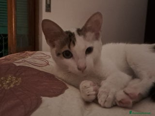 Europeo gatti Tenera assuntina a Provincia di Viterbo - Annuncio 22