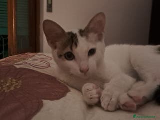 Europeo gatti Tenera assuntina a Provincia di Viterbo - Annuncio 40