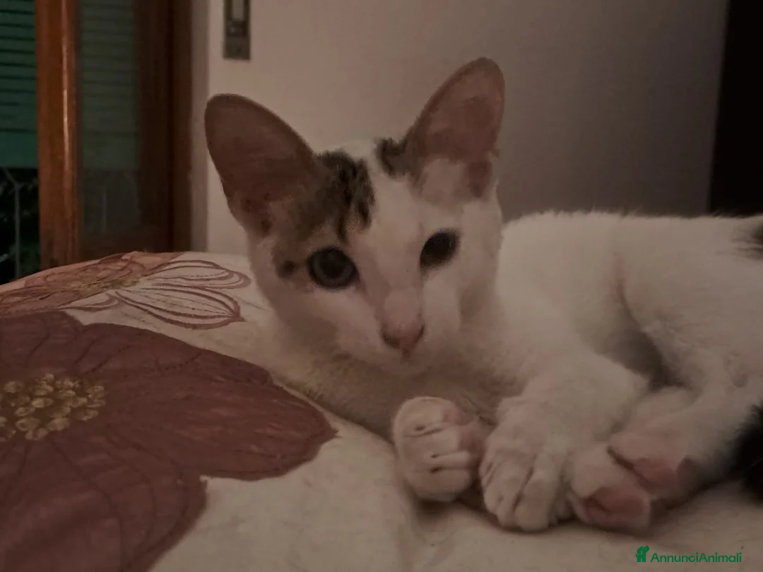 Europeo gatti in regalo: Tenera assuntina a Provincia di Viterbo - Annuncio 1