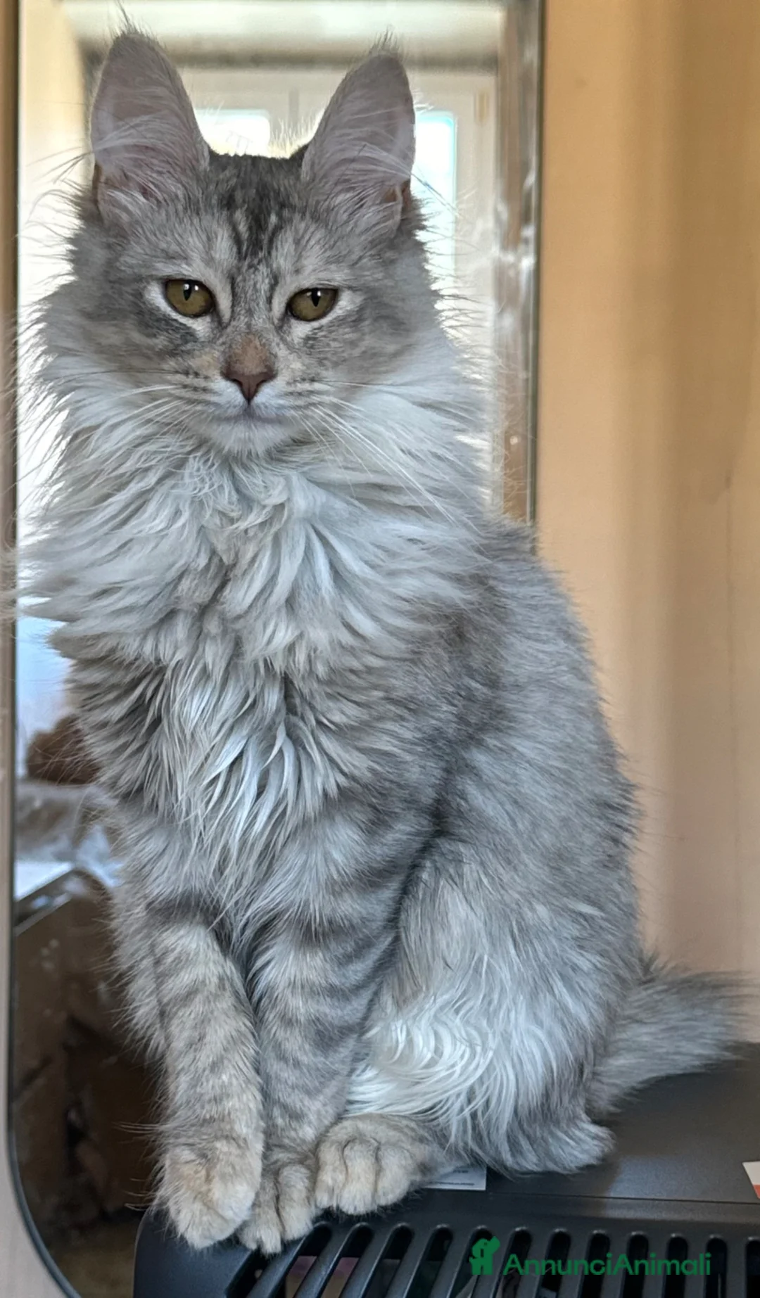 Angora turco gatti in vendita: Gattina di razza Angora Turco - Barbie - Annuncio 2