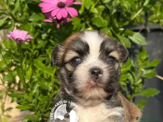 Maltipoo cani Maltipoo Barboncino Lhasa Apso Tre Quarti di Luna - Annuncio 1