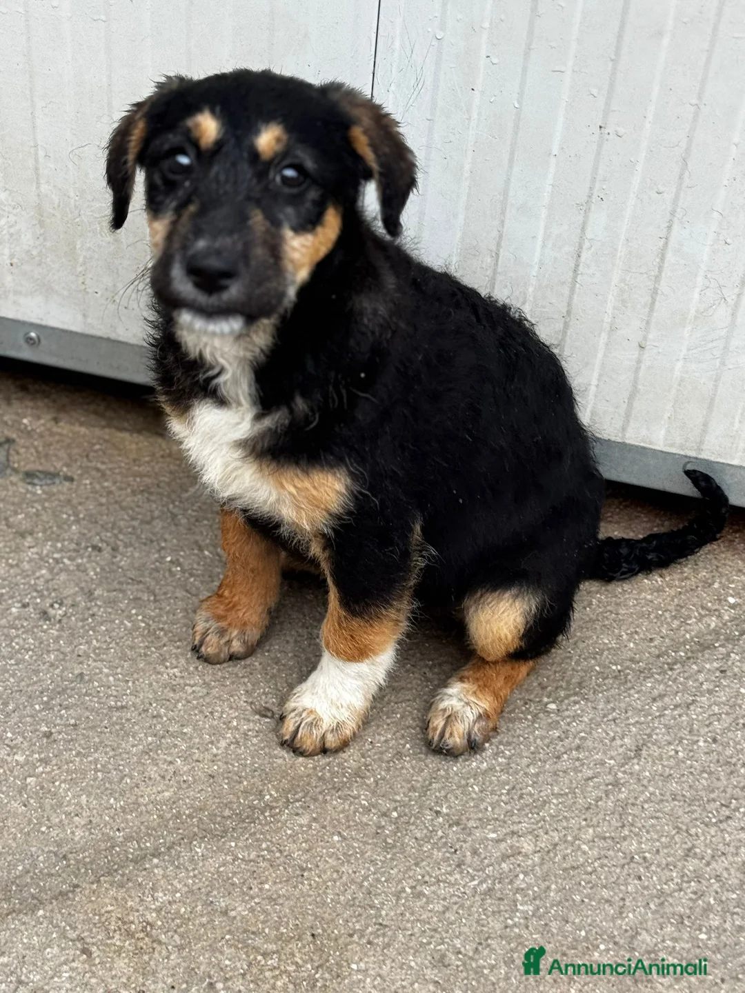 Meticcio cani in regalo: Lea femmina a Provincia di Varese - Annuncio 4