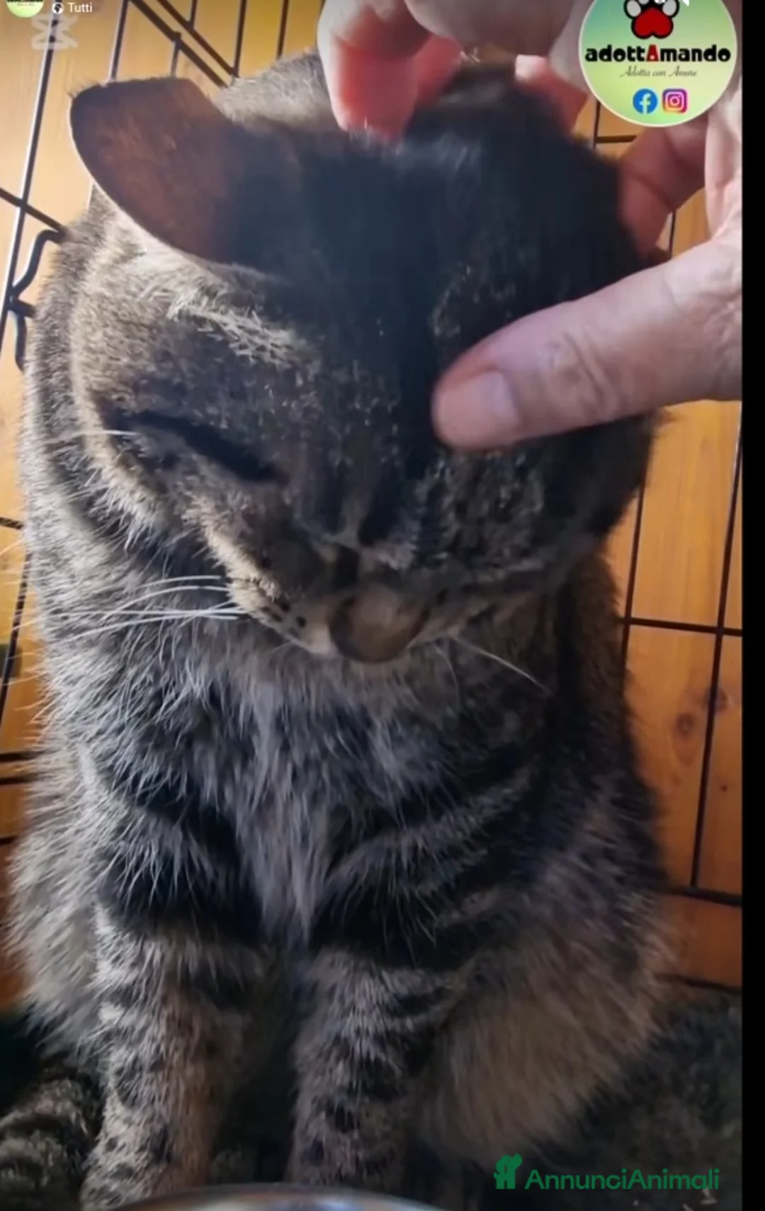 Europeo gatti in regalo: Micione tigrato FIV+asintomatica SOS XBOSCO.ROMA a Città metropolitana di Milano - Annuncio 3