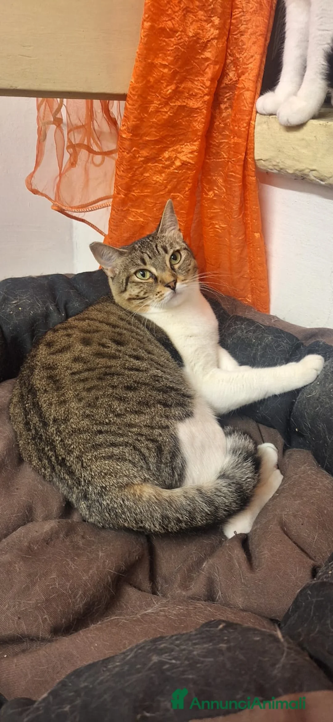 Europeo gatti in regalo: Adotta Luz, dona coccole a profusione - Annuncio 6