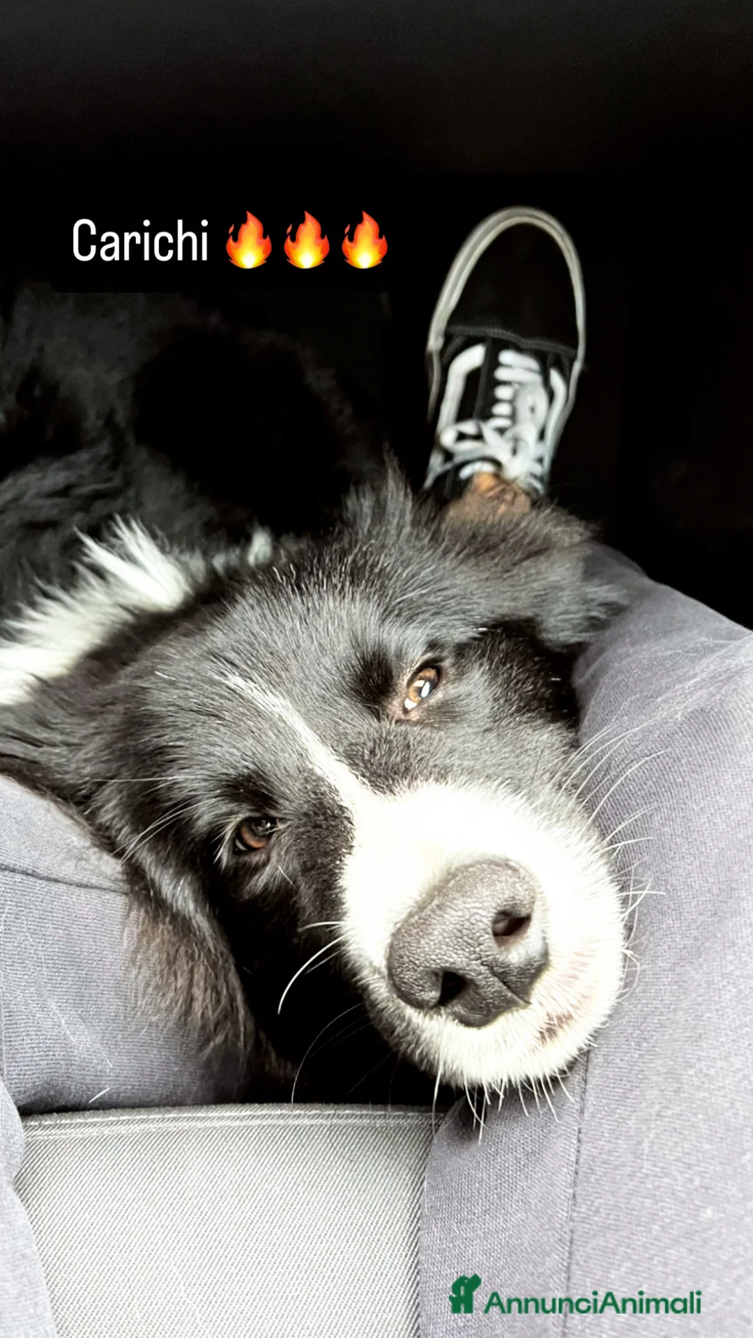 Border Collie cani per accoppiamento: Border Collie maschio per monta con pedigree a Provincia di Brescia - Annuncio 8